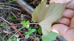 Vitis palmata