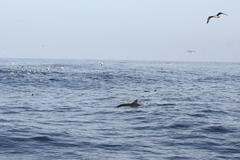 Delphinus