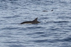 Delphinus