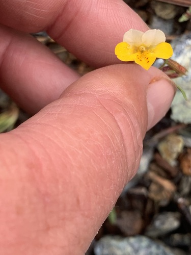 Image of Erythranthe bicolor by no rights reserved