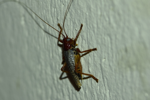 Phlebogryllacris venosa