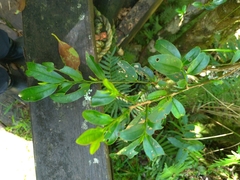 Theaceae