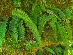 Athyrium nakanoi
