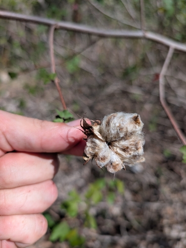 Image of Gossypium hirsutum by (c) Scott Allen Davis, some rights reserved (CC BY)