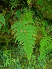 Dryopteris peranema