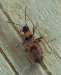 Horvathiolus guttatus