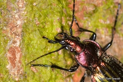 Carabus lineatus lateralis