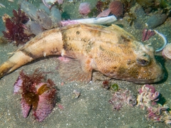 Channel Bull Blenny photo 2