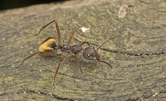 Dolichoderus extensispinus