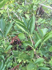 Sambucus nigra
