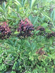 Sambucus nigra