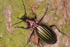 Carabus lineatus lateralis