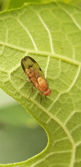 Minettia inusta