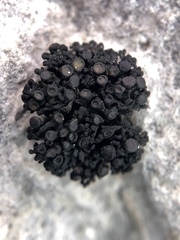 Enchylium polycarpon