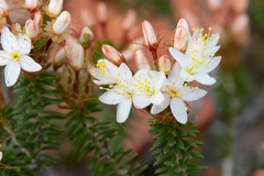 Calytrix involucrata
