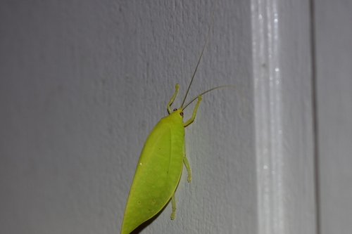 Cratioma borneense