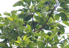 Psilopogon armillaris