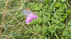 Erebia tyndarus
