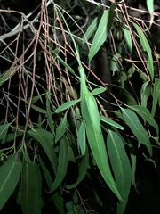 Tropidoderus childrenii