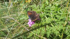 Erebia tyndarus