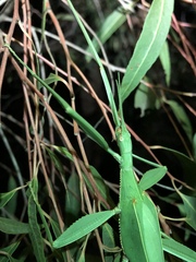 Tropidoderus childrenii