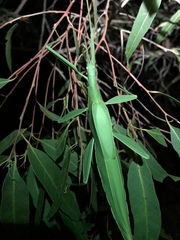 Tropidoderus childrenii