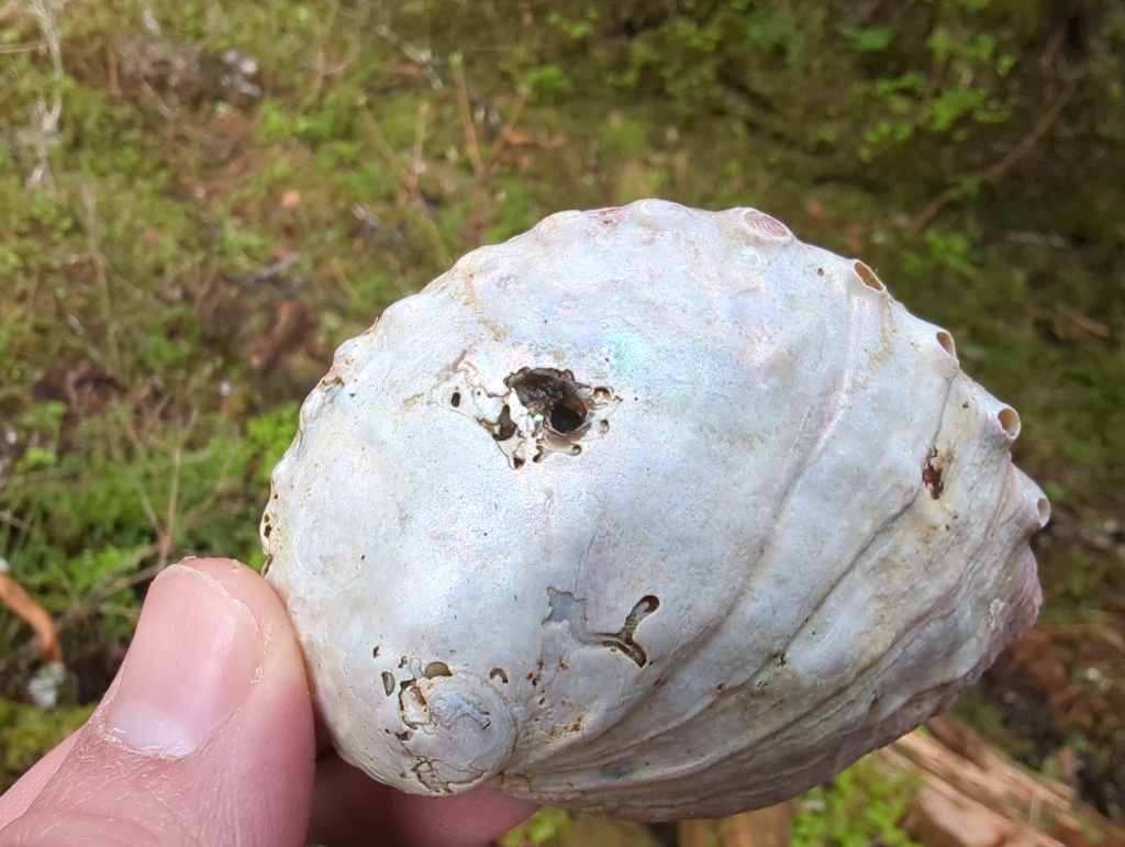 abalone piddock