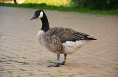 Branta canadensis