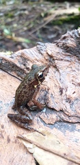 Pulchrana baramica