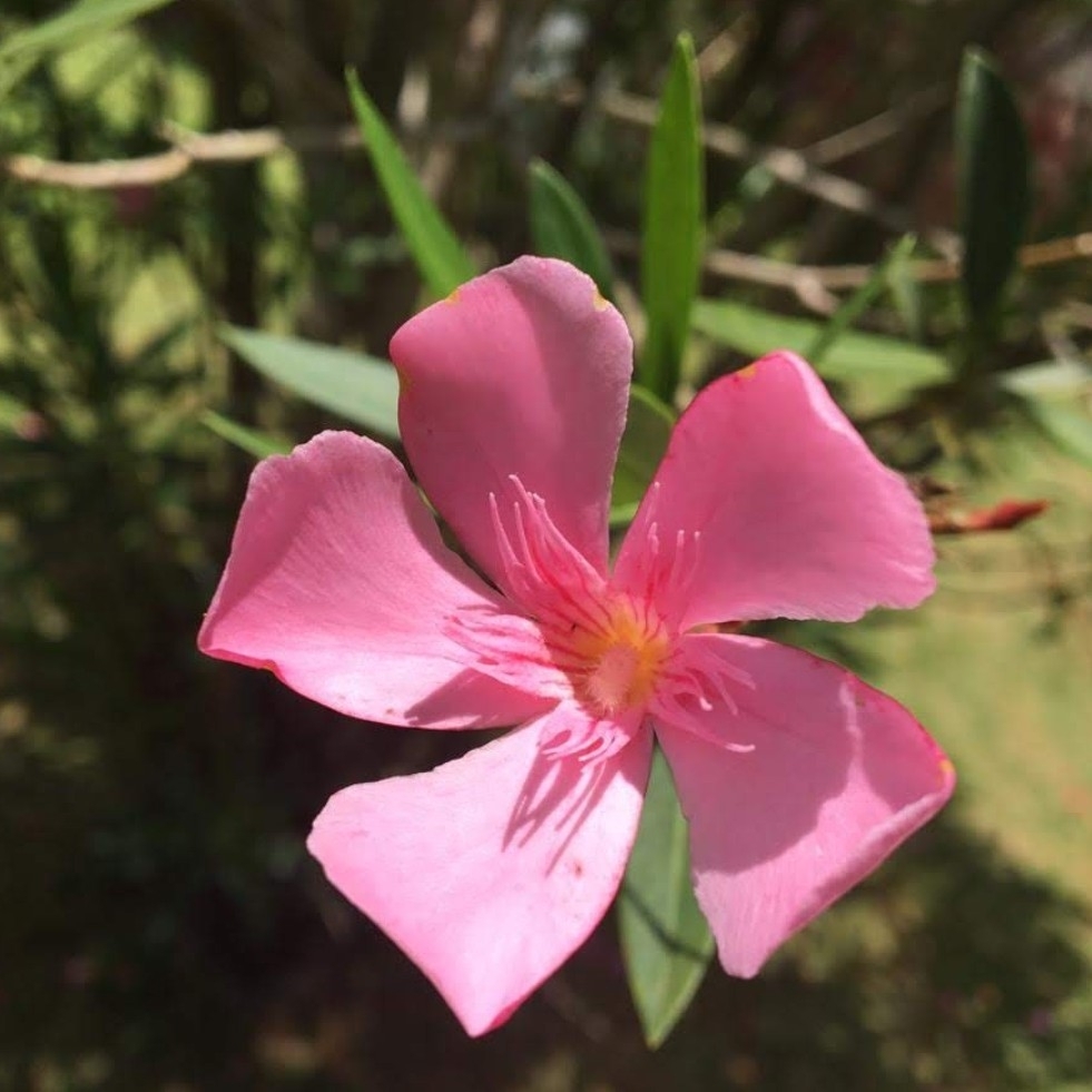 Nerium oleander