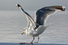 Larus argentatus argentatus