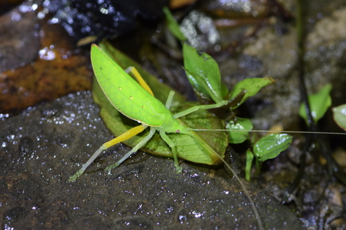Phyllomimus unicolor
