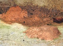 Delta pyriforme pyriforme