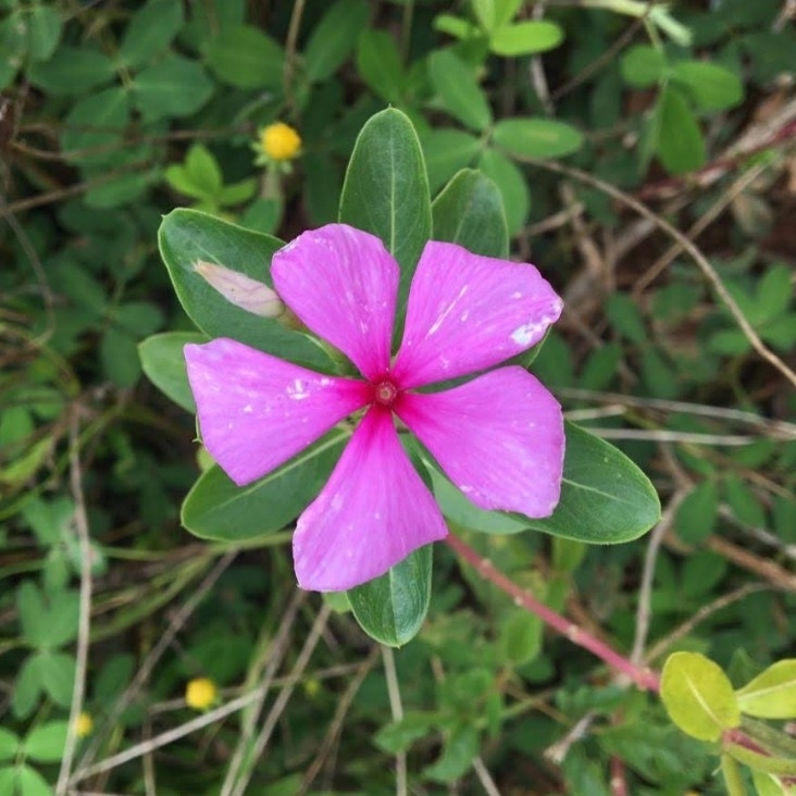 Catharanthus roseus