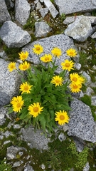 Doronicum