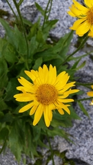 Doronicum