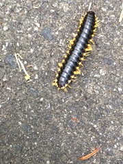 Apheloriini