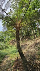 Alsophila lepifera