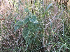 Urtica dioica dioica