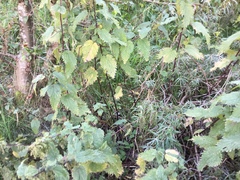 Urtica dioica dioica