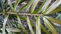 Podocarpus madagascariensis image