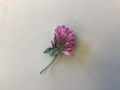 Trifolium pratense