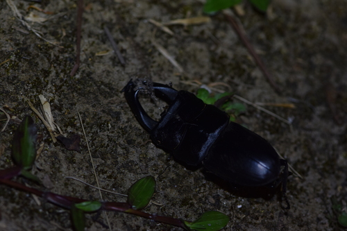 Dorcus reichei prosti