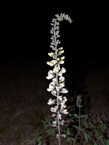 spiked wild indigo (Baptisia albescens)