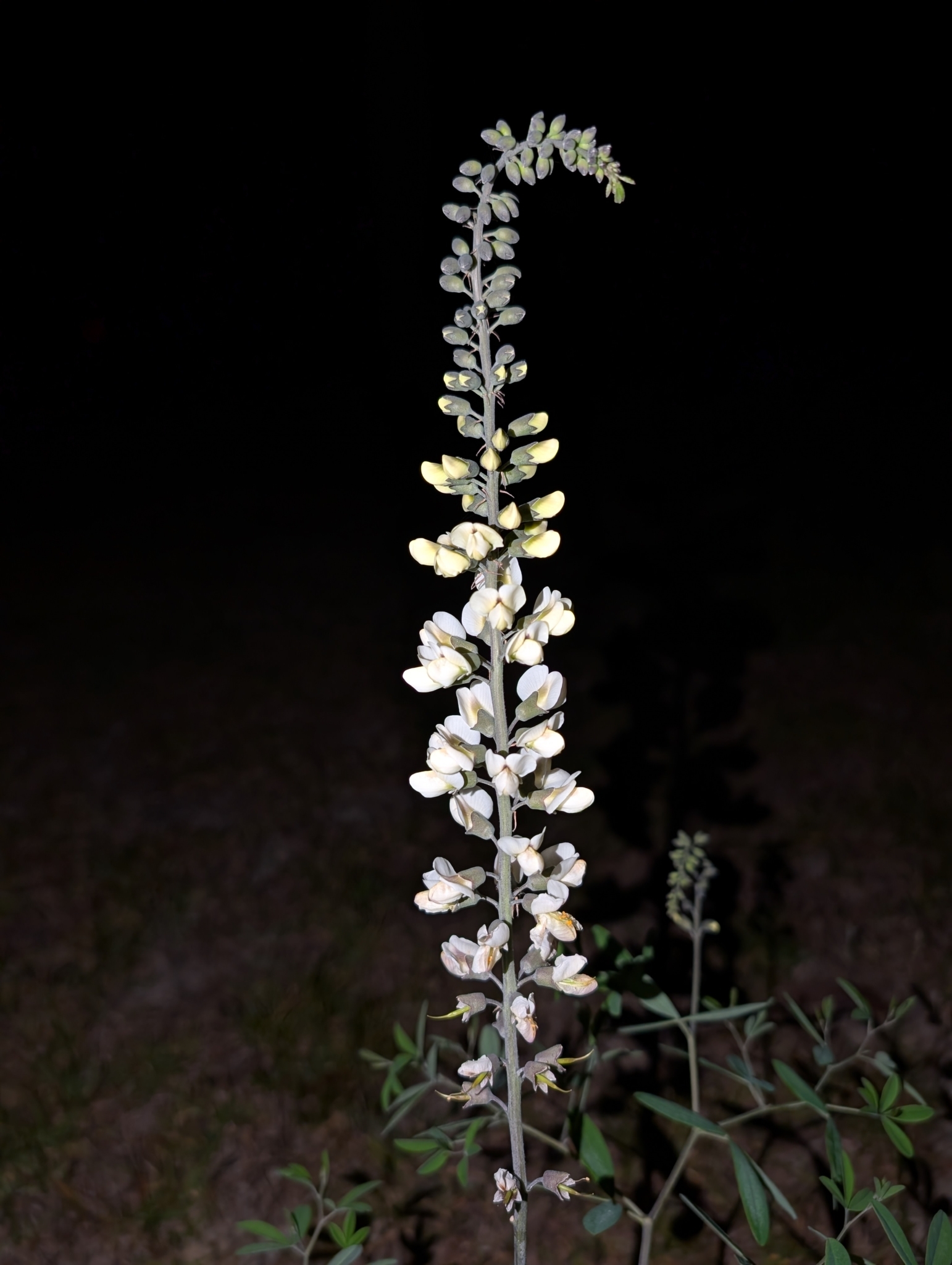 Spiked Wild Indigo (Baptisia albescens)