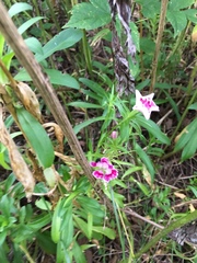 Dianthus chinensis × barbatus