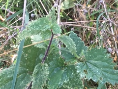 Urtica dioica dioica
