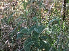 Urtica dioica dioica