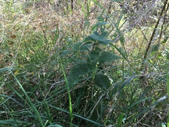 Urtica dioica dioica