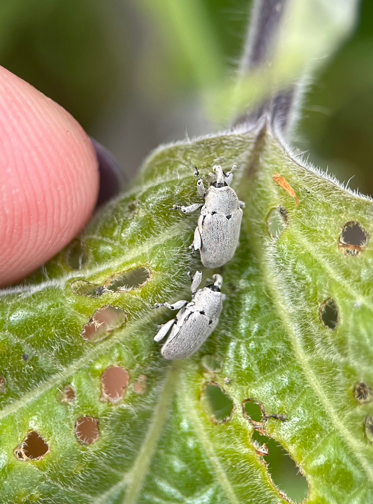 Datura Weevil